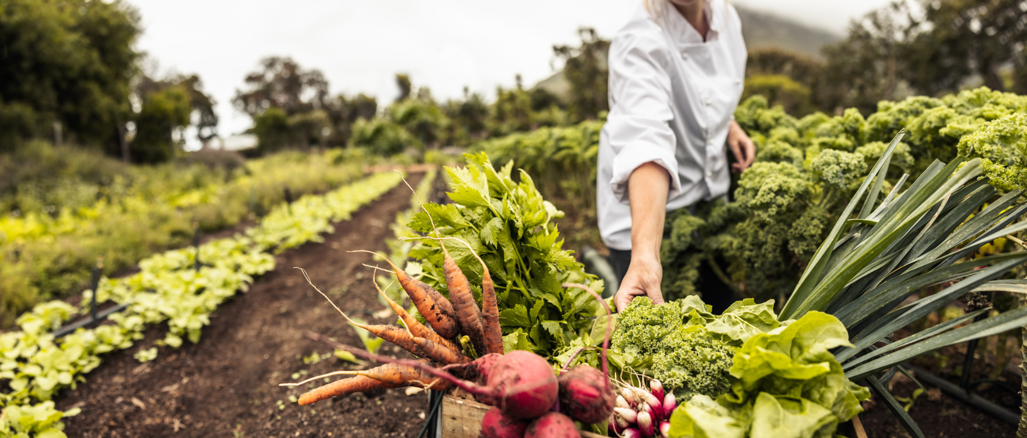 Producción agrícola y alimentos frescos
