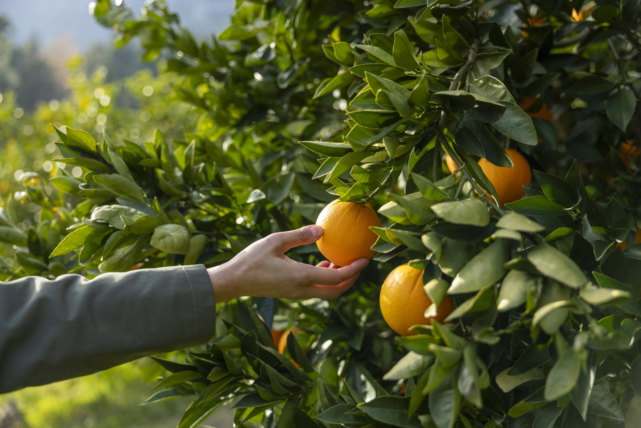 Frutos en árbol